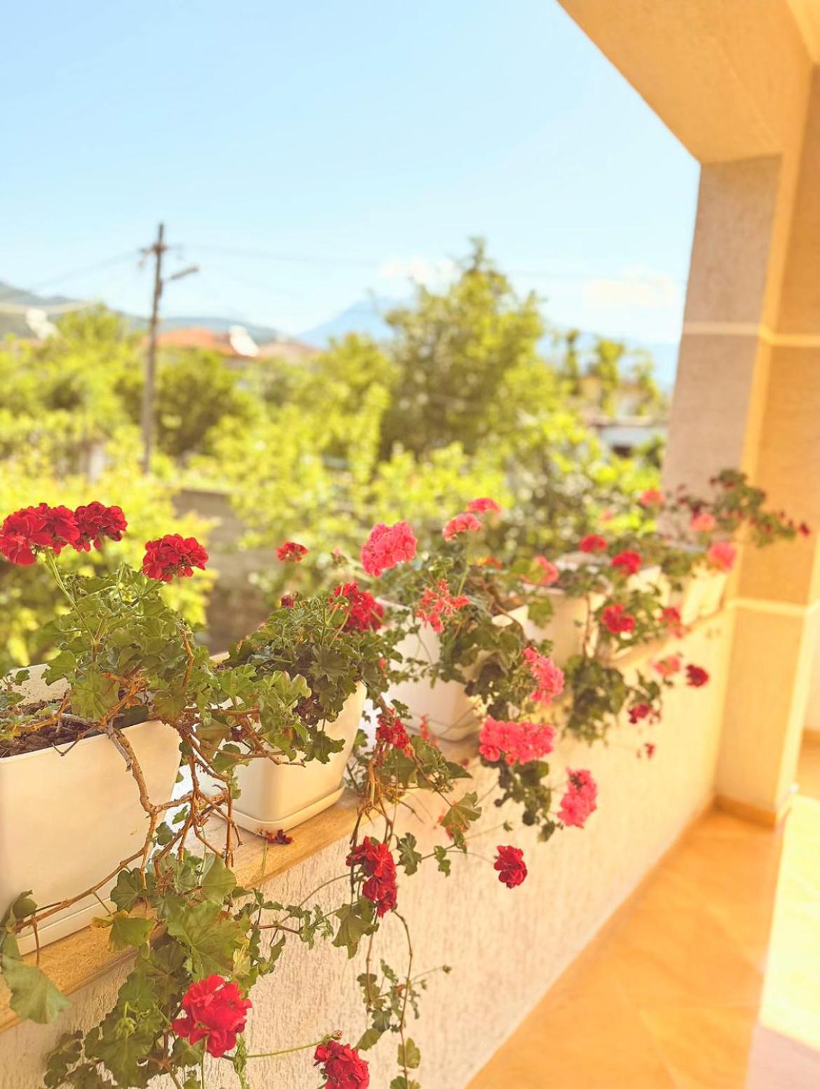 Anel'S Guesthouse Berat Exterior photo